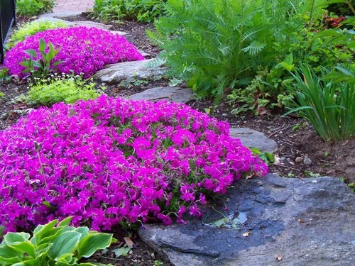 Creeping phlox in full bloom, featuring a colorful carpet of delicate pink, purple, and white flowers spreading across the garden with lush green foliage.