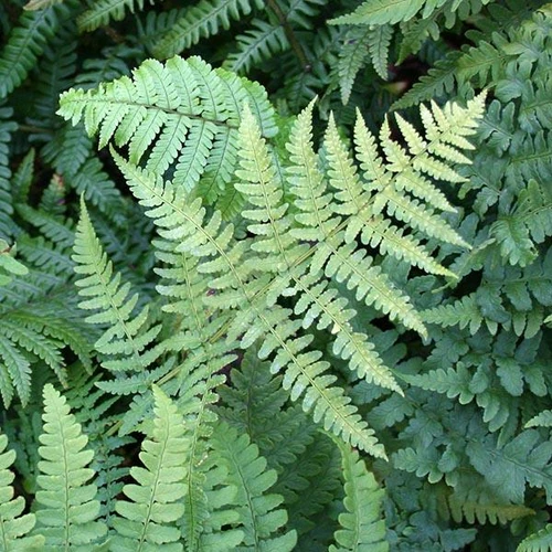  Leatherwood fern displaying graceful green fronds with delicate leaflets, showcasing its natural texture and lush foliage in a woodland setting.