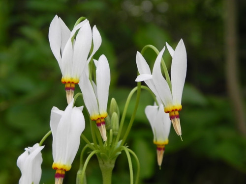 Shooting star is a hardy wildflower that grows well in shade.