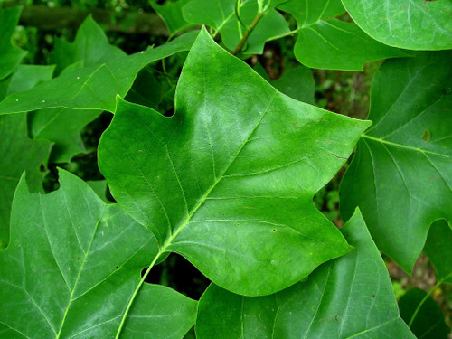 Tulip poplar tree leaves