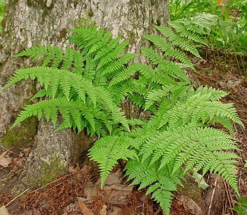 Spinulose Wood Fern grows best in zones 3-8.