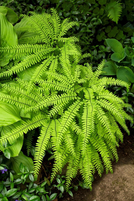 Maidenhair Fern have five lobed fronds. They are one of the most unique ferns available.