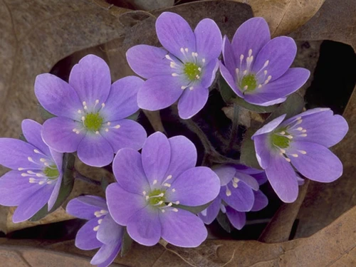 Close-up of a hepatica flower showcasing its soft purple petals, intricate yellow stamens, and delicate spring beauty against a backdrop of woodland foliage.