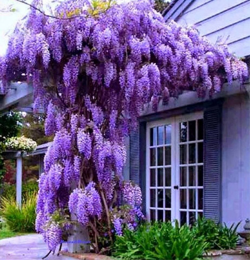 Purple Wisteria