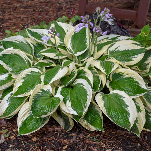 Patriot hosta are low maintenance and easy to grow.