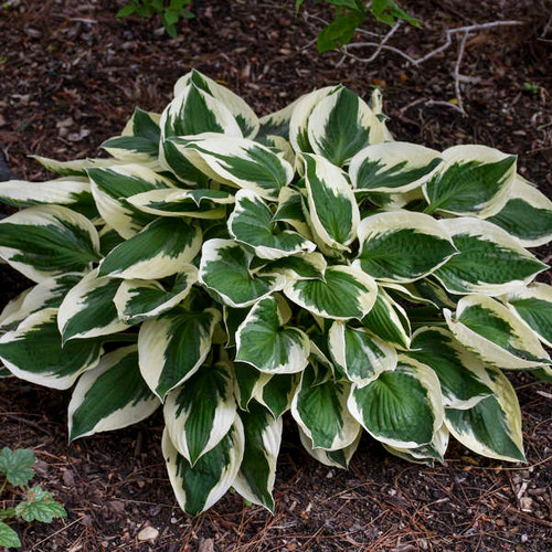 Plant hostas along walkways or sidewalks.
