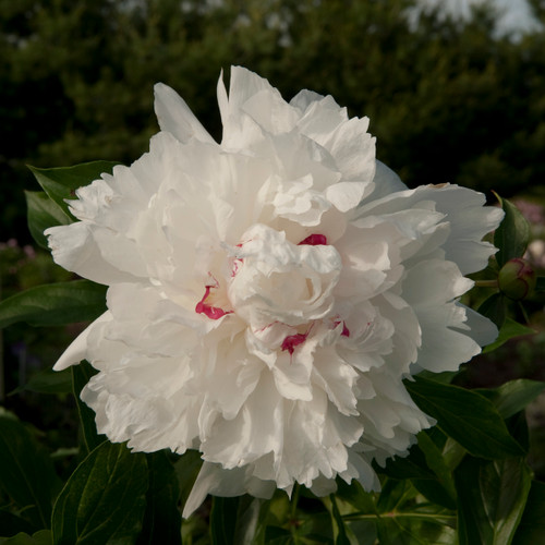 The flowers of the peony have a massive, loose form