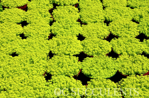 Gold Moss Sedum (Sedum acre), also known as mossy stonecrop, is a vibrant, low-maintenance succulent that adds a splash of golden color to gardens and landscapes.