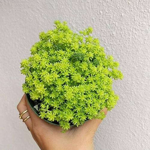 Gold Moss Sedum is a perennial succulent known for its dense, moss-like appearance and bright yellow flowers.