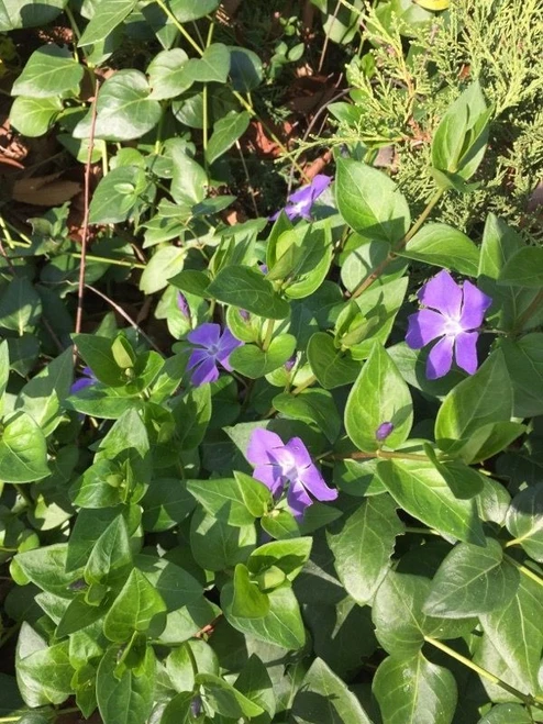 Vinca minor