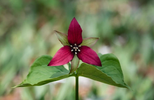 Red trillium wildflower with distinctive three-petal bloom and green foliage, native woodland spring flower.