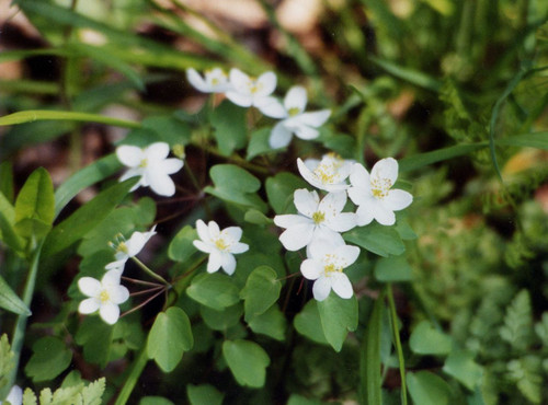 buy Rue Anomone online