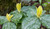 buy Yellow Trillium online