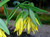 Buy Bellwort online