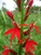 red Cardinal Flower for sale online