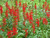 red Cardinal Flower are perennial flowers that grow well in wet locations.