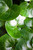 Asarum Wild Ginger (Asarum canadense) – Native Shade Ground Cover with Heart-Shaped Leaves.