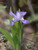 Dwarf Crested Iris for sale