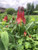 wild columbine is important in supporting native pollinators and wildlife