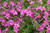 Phlox for sale online