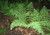 Leatherwood fern growing among shaded woodland plants, adding elegant greenery and natural beauty to a moist, peaceful forest habitat.


