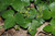Hepatica are evergreen perennials