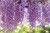 Purple Wisteria