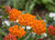 Butterfly weed prefers full sunlight and is often found in open fields, prairies, meadows, and roadsides.