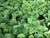 Pachysandra is a native groundcover. 