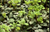 Allegheny Pachysandra native ground cover plant with green foliage for shaded woodland gardens