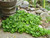 Wild Ginger for sale is great for a ground cover.