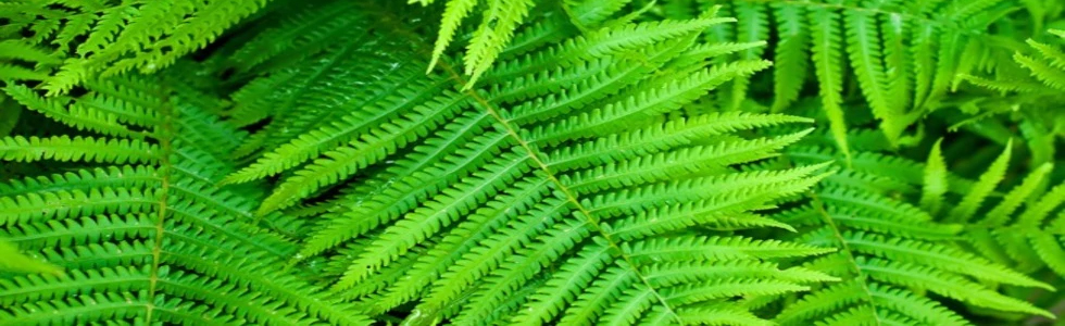 Perennial Wholesale Nursery: Best Online Plant Nursery | Buy Garden Plants