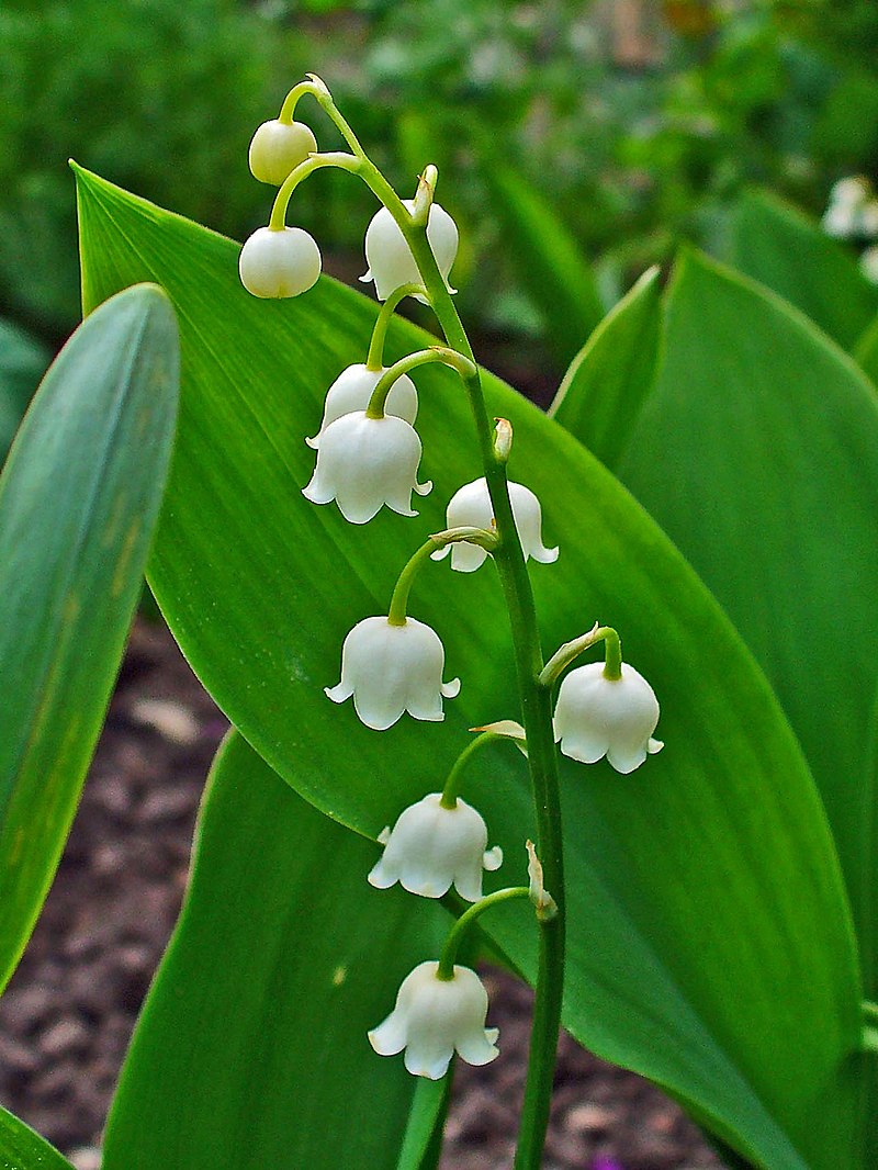 12 Pcs Rare Lilies of The Valley Bulb - Safflower Lily of The Valley  Flower?Light Purple?Convallaria Majalis Bulbs?Plant Pips with Roots - Fresh  from