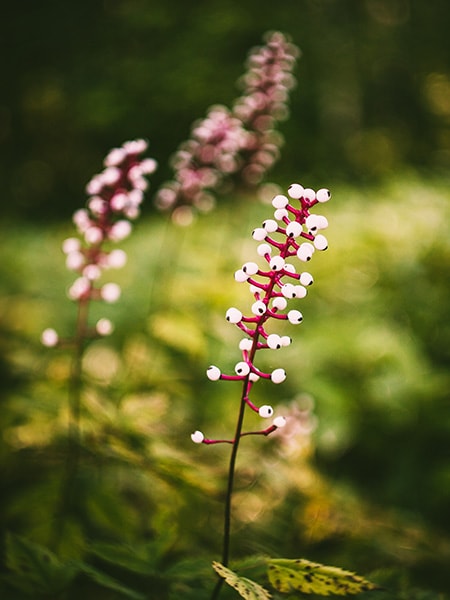 Native Plants