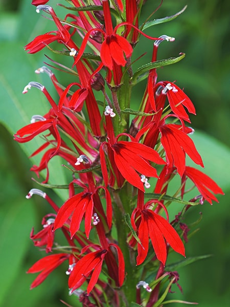 Water Garden Plants