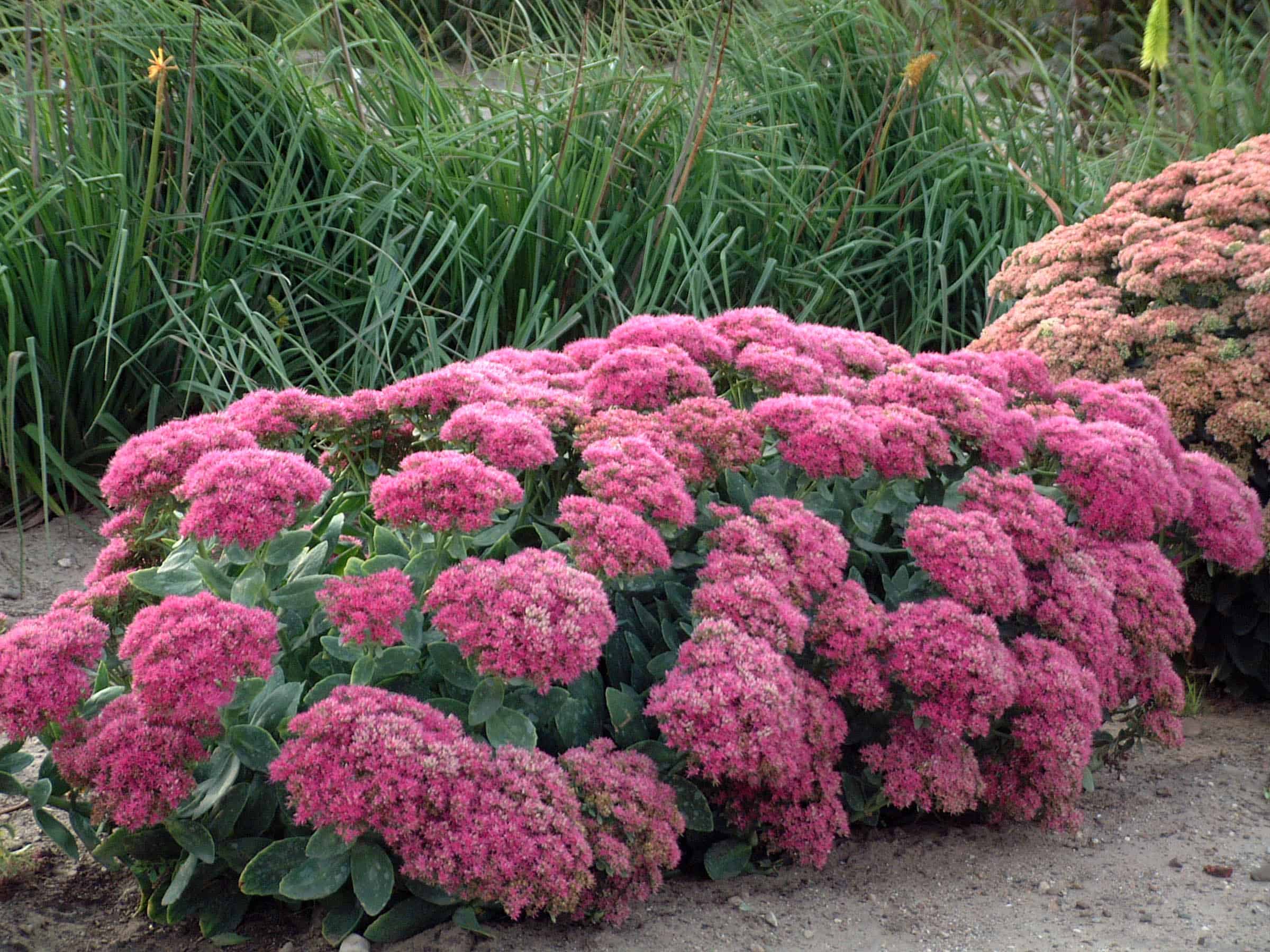Sedum Plants are Super Heat Tolerant - Perennial Nursery
