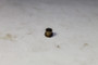 23432 SEAT-NEEDLE V Briggs & Stratton Engine Parts (BS-23432)