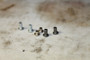BLADE KIT, HOMELITE A-96889 Homelite Handheld Equipment Parts (HOM-A96889)