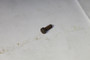 92484 SCREW Briggs & Stratton Engine Parts (BS-92484)
