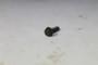 93758 SCREW Briggs & Stratton Engine Parts (BS-93758)