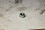 NUT Briggs & Stratton Engine Parts (BS-690939)