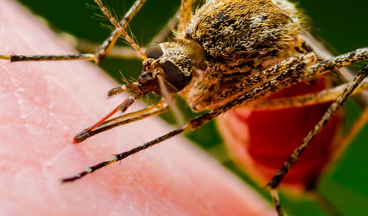 Sentinel chooks: why was Japanese encephalitis such a surprise?