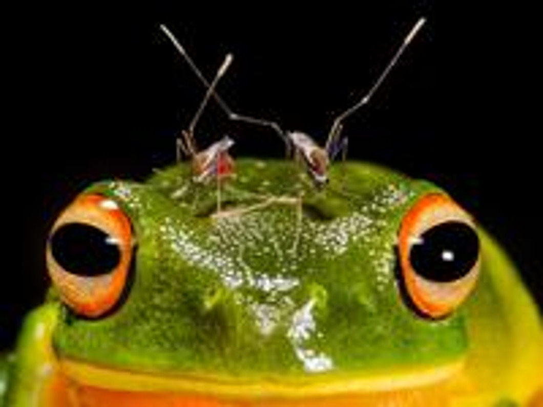 Mosquitoes attacking frog photograph wins Australian Geographic nature competition