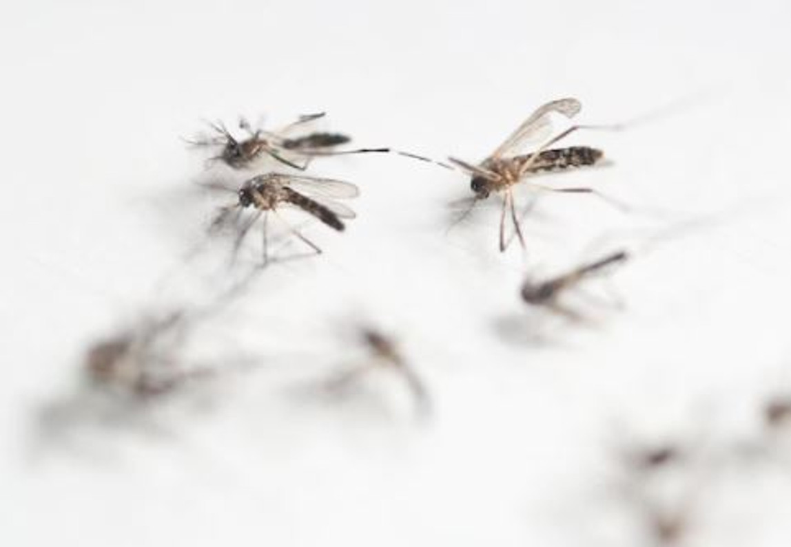 Zika travel warning issued for Miami neighborhood