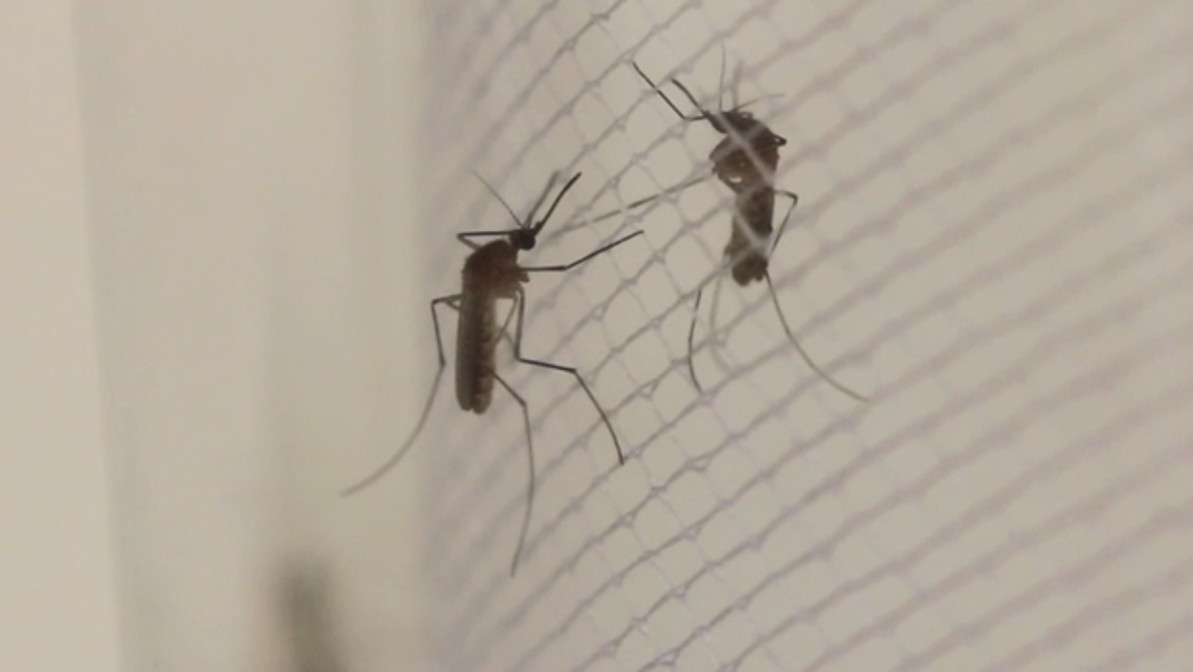 Virus detection sparks mosquito warning for the Kimberley - WA Health