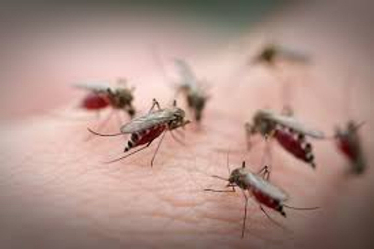 New Murray Valley encephalitis case prompts warning. 14 July 2023