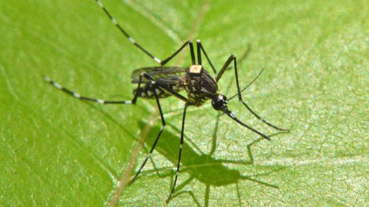 How to minimise mosquitoes in your backyard and home