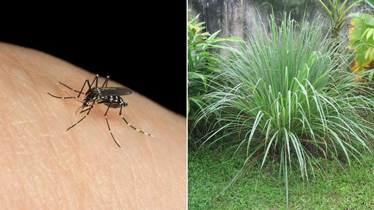 Plants to discourage mosquitoes