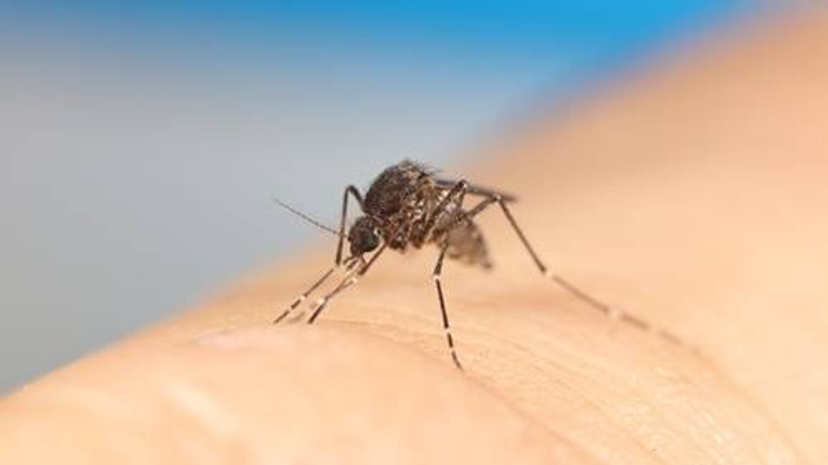 Understanding mosquitoes