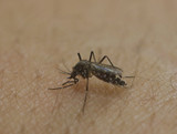 Mosquito-borne viruses triple in Queensland as La Niña provides ideal breeding conditions